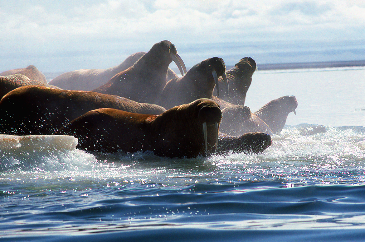 A family of walrus crowd onto an ice flow in the Canadian Arctic.