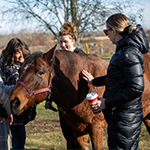 Five participants petting a brown Spirit Horse with a black mane.