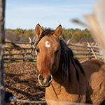 A light brown Spirit Horse with a white mark on it’s forehead standing behind a wooden fence and looking at the camera.