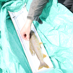 Grayling arctique examiné pour le suivi